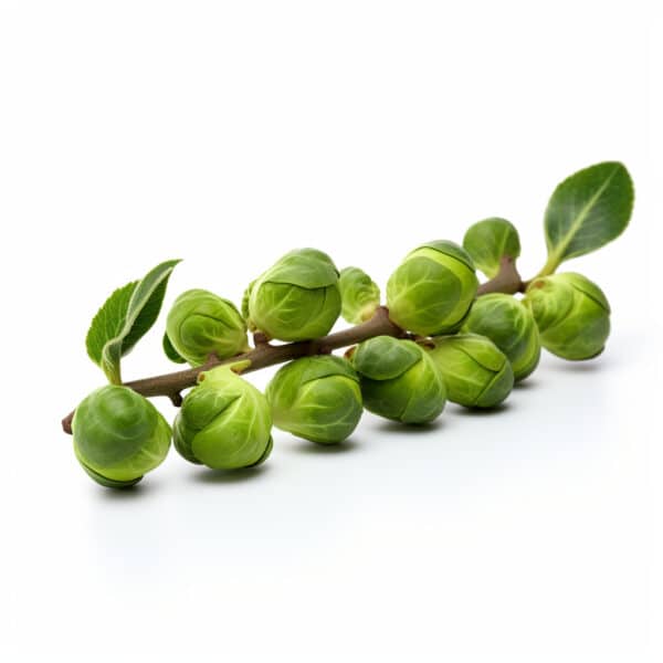 Fresh Jade Cross Brussels Sprouts Fresh and Delicious Jade Cross Brussels Sprouts